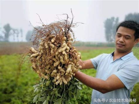 花生繁殖方式|花生的一生生長周期，生育特點、栽培種植管理技術要。